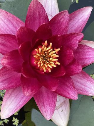 Link to Photo | color, photograph, summer, Nymphaea, Germany, aquatic plant, amateur photography, color, liquid water, red, high-angle shot, flower, plant, artificial pond, Bavaria