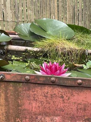 Link to Photo | color, photograph, summer, Nymphaea, Germany, aquatic plant, amateur photography, color, liquid water, red, high-angle shot, flower, plant, artificial pond, Bavaria