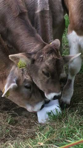 Link to Video | photograph, amateur photography