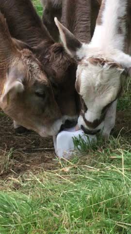 Link to Video | photograph, amateur photography