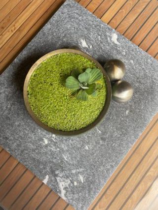 Link to Photo | garden, sphere, photograph, summer, table, Lemnoideae, bin, aquatic plant, amateur photography, color, decoration, liquid water, green, porringer, brass, 2024, decoration, terrace, Pistia stratiotes, plant, artificial pond