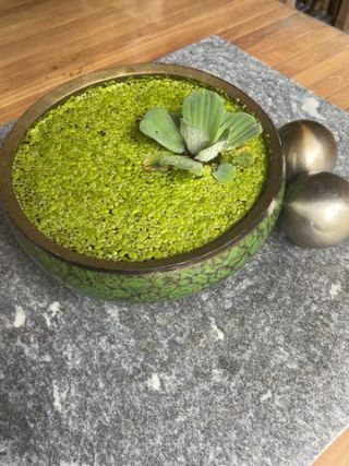 Link to Photo | garden, sphere, photograph, summer, table, Lemnoideae, bin, aquatic plant, amateur photography, color, decoration, liquid water, green, porringer, brass, 2024, decoration, terrace, Pistia stratiotes, plant, artificial pond
