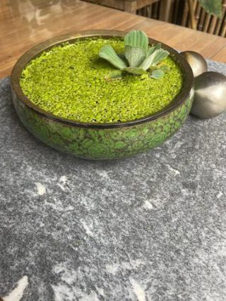 Link to Photo | garden, sphere, photograph, summer, table, Lemnoideae, bin, aquatic plant, amateur photography, color, decoration, liquid water, green, porringer, brass, 2024, decoration, terrace, Pistia stratiotes, plant, artificial pond