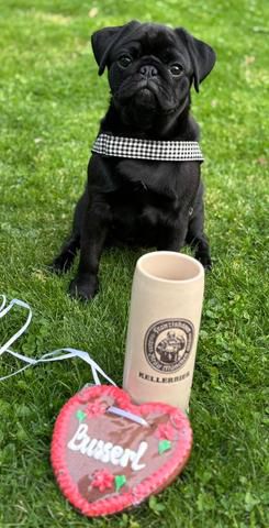 Link to Photo | dog, Rassehund, black, Pug, dog breed, domesticated animal, animal