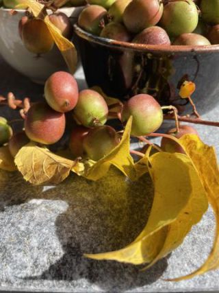 Link to Photo | useful plant, October, photograph, autumn, kiwifruit, fruit, Actinidiaceae, Germany, harvest, amateur photography, color, Apteryx owenii, organic food, Apteryx, 2024, plant, Actinidia arguta, climbing plant, Bavaria