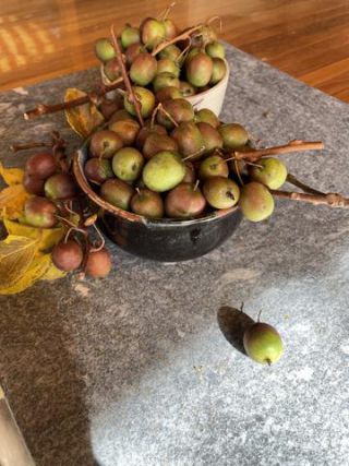 Link to Photo | useful plant, October, photograph, autumn, kiwifruit, fruit, Actinidiaceae, Germany, harvest, amateur photography, color, Apteryx owenii, Apteryx, 2024, plant, Actinidia arguta, climbing plant, Bavaria