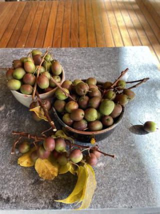 Link to Photo | useful plant, October, photograph, autumn, kiwifruit, fruit, Actinidiaceae, Germany, harvest, amateur photography, color, Apteryx owenii, Apteryx, 2024, plant, Actinidia arguta, climbing plant, Bavaria