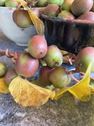 Link to Photo | useful plant, October, photograph, autumn, kiwifruit, fruit, Actinidiaceae, Germany, harvest, amateur photography, color, Apteryx owenii, Apteryx, 2024, plant, Actinidia arguta, climbing plant, Bavaria