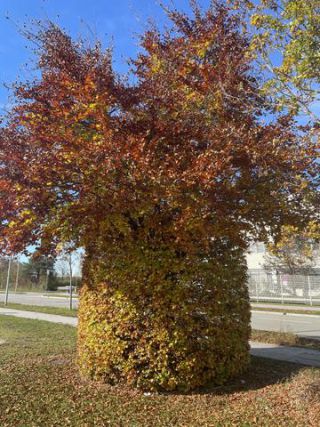 Link to Photo | tree, autumn leaf color, November, photograph, autumn, Germany, amateur photography, color, Bridget summer, indian summer, 2024, Ottobrunn