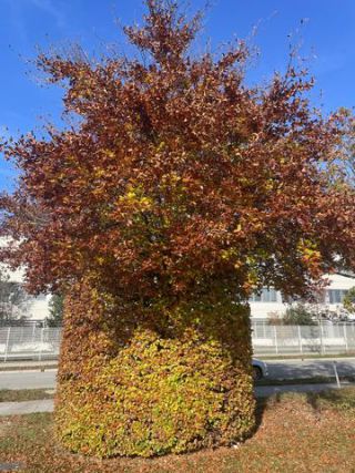 Link to Photo | tree, autumn leaf color, November, photograph, autumn, Germany, amateur photography, color, Bridget summer, indian summer, 2024, Ottobrunn