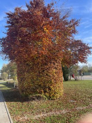 Link to Photo | tree, autumn leaf color, November, photograph, autumn, Germany, amateur photography, color, Bridget summer, indian summer, 2024, Ottobrunn