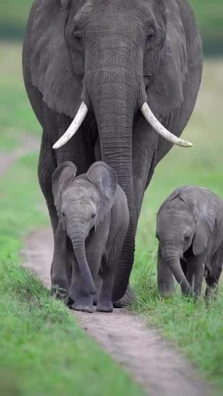 Link to Video | mammal, creature, wild animal, color, wildlife, animal behaviour, organism, animal, nature, wilderness