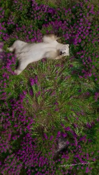 Link to Video | mammal, creature, wild animal, color, wildlife, animal behaviour, organism, animal, nature, wilderness