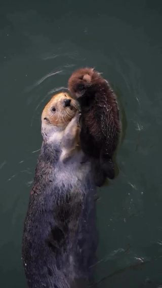 Link to Video | mammal, creature, wild animal, color, wildlife, animal behaviour, Fürsorge, organism, animal, nature, wilderness