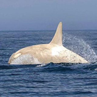Link to Photo | marine animal, mammal, marine life, photograph, creature, Odontoceti, wild animal, sea, Japan, Shiretoko, whale, color, white, wildlife, Carnivora, water, animal behaviour, organism, animal, nature, albinism, wilderness