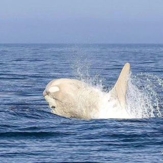 Link to Photo | marine animal, mammal, marine life, photograph, creature, Odontoceti, wild animal, sea, Japan, Shiretoko, whale, color, white, wildlife, Carnivora, water, animal behaviour, organism, animal, nature, albinism, wilderness