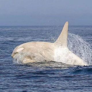 Link to Photo | marine animal, mammal, marine life, photograph, creature, Odontoceti, wild animal, sea, Japan, Shiretoko, whale, color, white, wildlife, Carnivora, water, animal behaviour, organism, animal, nature, albinism, wilderness