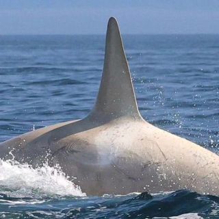 Link to Photo | marine animal, mammal, marine life, photograph, creature, Odontoceti, wild animal, sea, Japan, Shiretoko, whale, color, white, wildlife, Carnivora, water, animal behaviour, organism, animal, nature, albinism, wilderness