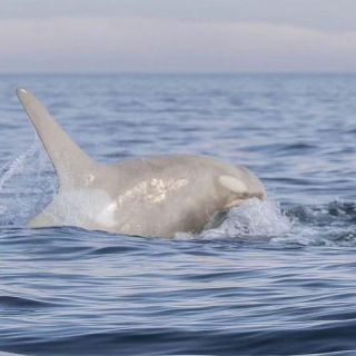 Link to Photo | marine animal, mammal, marine life, photograph, creature, Odontoceti, wild animal, sea, Japan, Shiretoko, whale, color, white, wildlife, Carnivora, water, animal behaviour, organism, animal, nature, albinism, wilderness