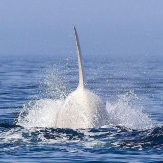 Link to Photo | marine animal, mammal, marine life, photograph, creature, Odontoceti, wild animal, sea, Japan, Shiretoko, whale, color, white, wildlife, Carnivora, water, animal behaviour, organism, animal, nature, albinism, wilderness
