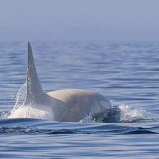 Link to Photo | marine animal, mammal, marine life, photograph, creature, Odontoceti, wild animal, sea, Japan, Shiretoko, whale, color, white, wildlife, Carnivora, water, animal behaviour, organism, animal, nature, albinism, wilderness