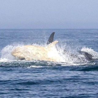 Link to Photo | marine animal, mammal, marine life, photograph, creature, Odontoceti, wild animal, sea, Japan, Shiretoko, whale, color, white, wildlife, Carnivora, water, animal behaviour, organism, animal, nature, albinism, wilderness