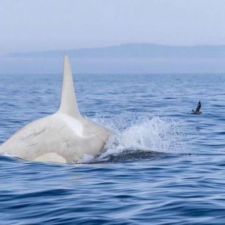 Link to Photo | marine animal, mammal, marine life, photograph, creature, Odontoceti, wild animal, sea, Japan, Shiretoko, whale, color, white, wildlife, Carnivora, water, animal behaviour, organism, animal, nature, albinism, wilderness