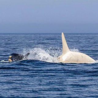 Link to Photo | marine animal, mammal, marine life, photograph, creature, Odontoceti, wild animal, sea, Japan, Shiretoko, whale, color, white, wildlife, Carnivora, water, animal behaviour, organism, animal, nature, albinism, wilderness