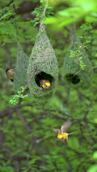 Link to Video | creature, color, wildlife, Wildlife Observation, birds, animal, nature