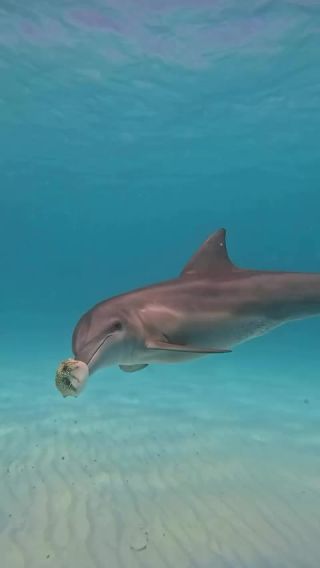 Link to Video | mammal, creature, wild animal, color, wildlife, animal behaviour, organism, animal, nature, wilderness