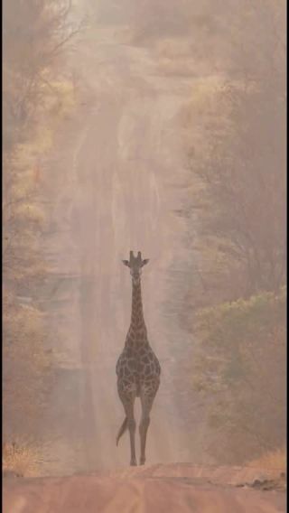 Link to Video | mammal, creature, wild animal, color, wildlife, animal behaviour, organism, animal, nature, wilderness