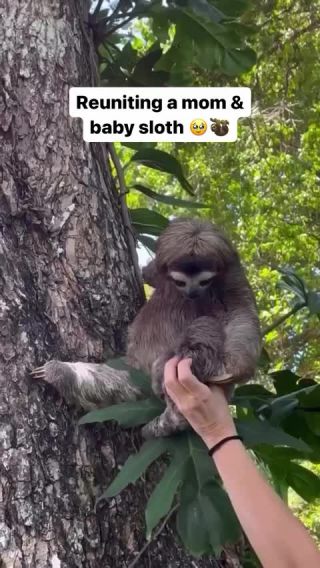 Link to Video | mammal, creature, wild animal, color, wildlife, animal behaviour, organism, animal, nature, wilderness