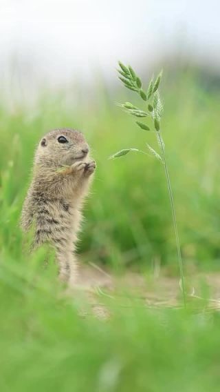 Link to Video | mammal, creature, wild animal, color, wildlife, animal behaviour, organism, animal, nature, wilderness, squirrel