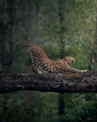 Link to Photo | mammal, photograph, creature, wild animal, color, wildlife, Carnivora, animal behaviour, leopard, Asia, big cat, organism, animal, nature, Carnivora, wilderness