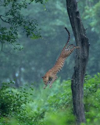 Link to Photo | mammal, photograph, creature, wild animal, color, wildlife, Carnivora, animal behaviour, leopard, Asia, big cat, organism, animal, nature, Carnivora, wilderness