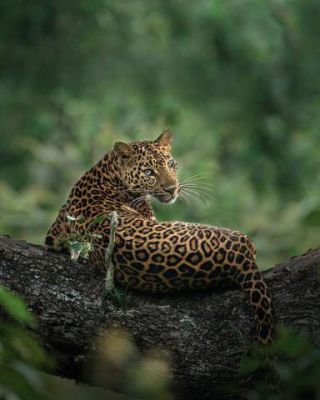 Link to Photo | mammal, photograph, creature, wild animal, color, wildlife, Carnivora, animal behaviour, leopard, Asia, big cat, organism, animal, nature, Carnivora, wilderness