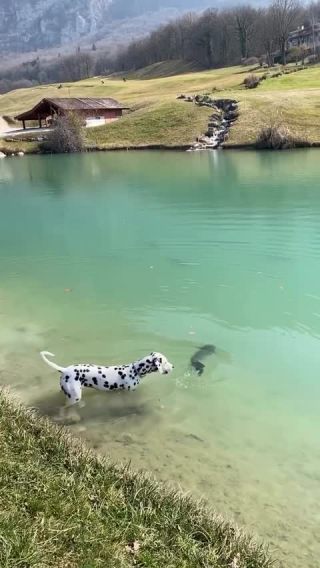 Link to Video | mammal, creature, wild animal, color, wildlife, animal behaviour, organism, animal, nature, wilderness