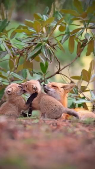 Link to Video | mammal, creature, wild animal, color, wildlife, animal behaviour, organism, animal, nature, wilderness