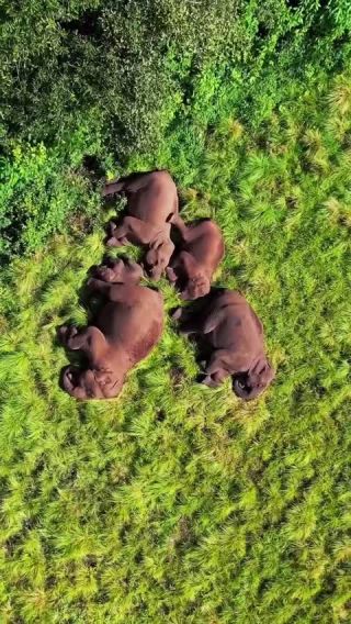 Link to Video | mammal, creature, wild animal, color, wildlife, animal behaviour, organism, animal, nature, wilderness