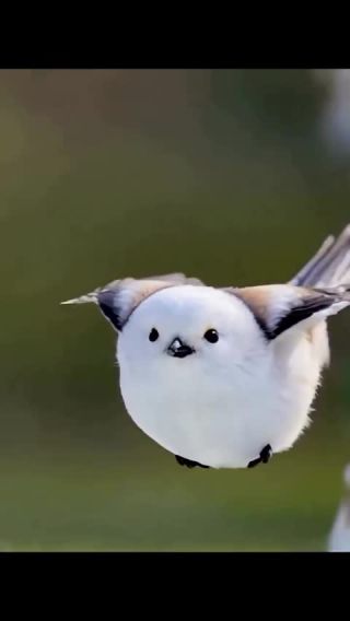 Link to Video | creature, color, wildlife, birds, animal, nature, wildlife observation