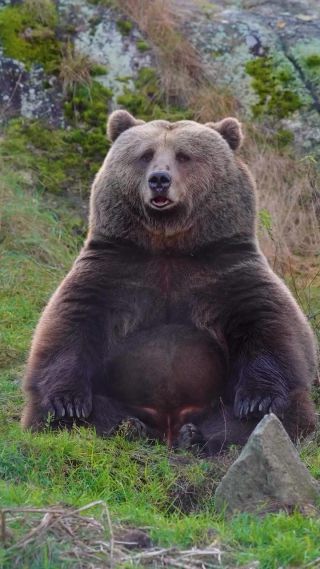 Link to Video | mammal, creature, wild animal, color, wildlife, animal behaviour, organism, animal, nature, wilderness