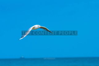 Link to Photo | 2021, gull, Baltic Sea, waterfowl, bird, beach