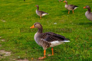 Link to Photo | 2021, goose