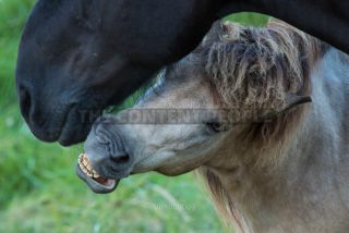 Link to Photo | animal