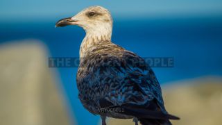 Link to Photo | gull, beach, Baltic Sea, bird, animal, waterfowl