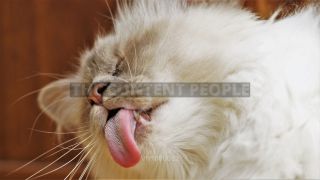 Link to Photo | animal