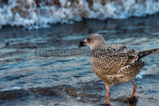Link to Photo | 2020, gull, Baltic Sea, waterfowl, bird, beach