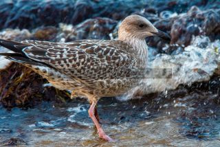 Link to Photo | Möve, gull, Baltic Sea, beach, bird, waterfowl, 2020