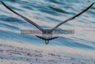 Link to Photo | gull, beach, Baltic Sea, bird, animal, waterfowl