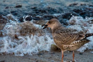 Link to Photo | 2020, gull, Baltic Sea, waterfowl, bird, beach